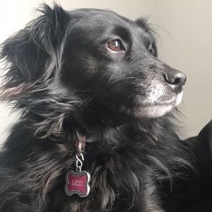 Meet your Posher, Frankie